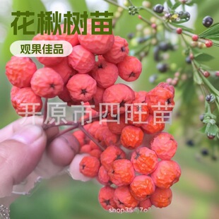 �|���|���ͺ�ɽ���� �ٻ���鱰��A��� �t����鱘���a��
