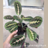 [Base direct batch] Red veins leafhopper and taro INS indoor potted leaves green plant flowers four seasons evergreen hanging