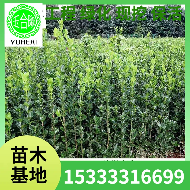 Четырехсезонные вечнозеленые крупнолистные самшитовые саженцы зимней зелени Хоккайдо, высокие, для ограды во дворе, специальные, морозостойкие.