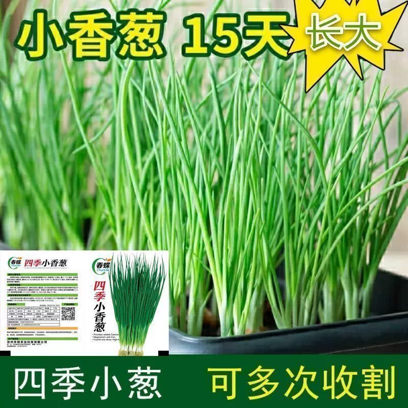 Маленькие Семена Чеснока Four Seasons посев легкое Выживание Семена лука в горшках Рапс балкон двор Семена комнатных овощей