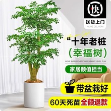 幸福树客厅盆栽大型老桩绿植室内平安树盆景吸甲醛植物四季好养