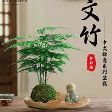 文竹盆栽室内植物桌面茶几好养观赏绿植四季常青装饰禅意小盆景