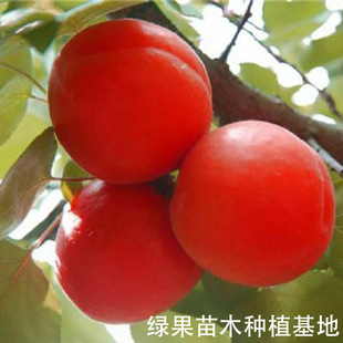 �����t���� 508�t�Ә����������Ӽ޽����Ә����������ϱ����N