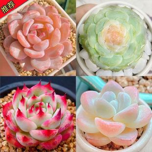 Luxurious Succulent Plant Varieties, Large New Hand-Friendly Combination Indoor Office Flowers and Green Plants Small Potted Plants