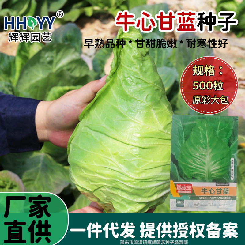 牛心甘蓝种子结球甘蓝孑卷心菜蔬菜种籽包菜种籽四季易种植蔬菜子
