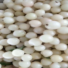 �י���܇���Ә�����Ҙ��m�Ϸ������Nֲ����ͥԺ���䰫���љ�����