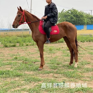 现货马匹出售 矮马租赁 个人骑乘纯血马 景区游客半血马
