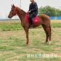 个人景区游客租赁矮马