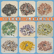 爆款1-2cm海螺按斤卖混装贝沙手工diy摆台制作漂流瓶