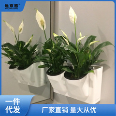 壁掛花盆懶人自吸水掛牆上綠蘿籮吊蘭水培花盆塑料加厚盆栽盆薑茶