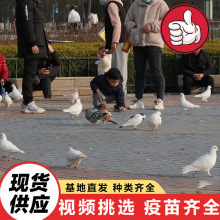 学校开学典礼放飞和平鸽 广场景区投喂鸽子 家养宠物观赏鸽子