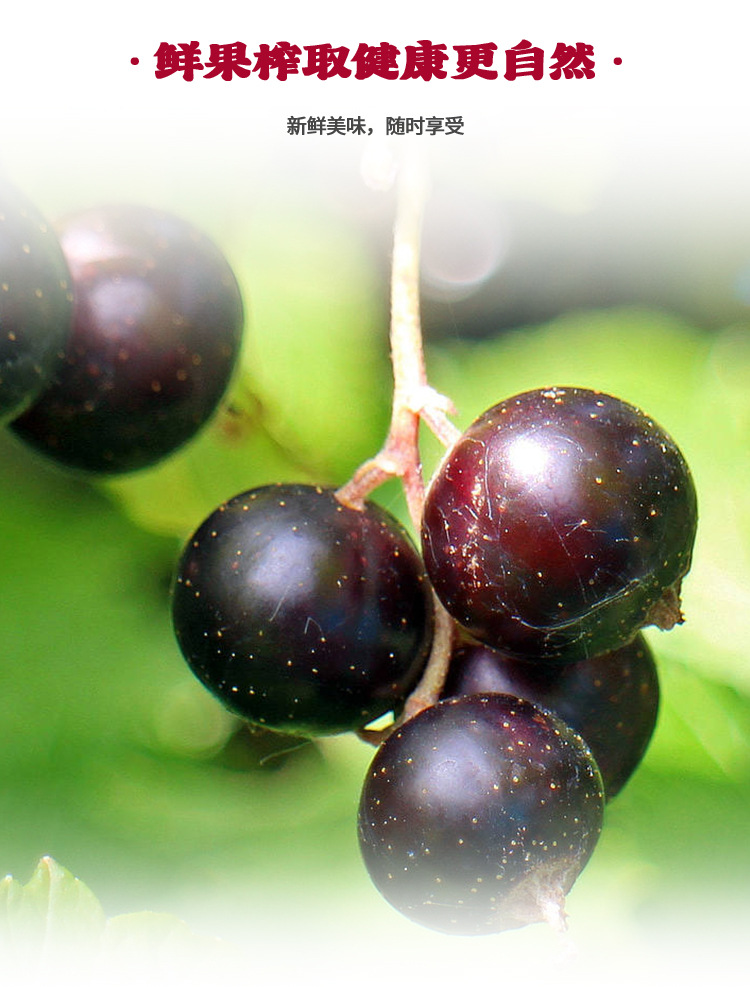 Aronia Berry Puree Oral Liquid Anthocyanin Wild Cherry Black Chokeberry 500ml Box key features