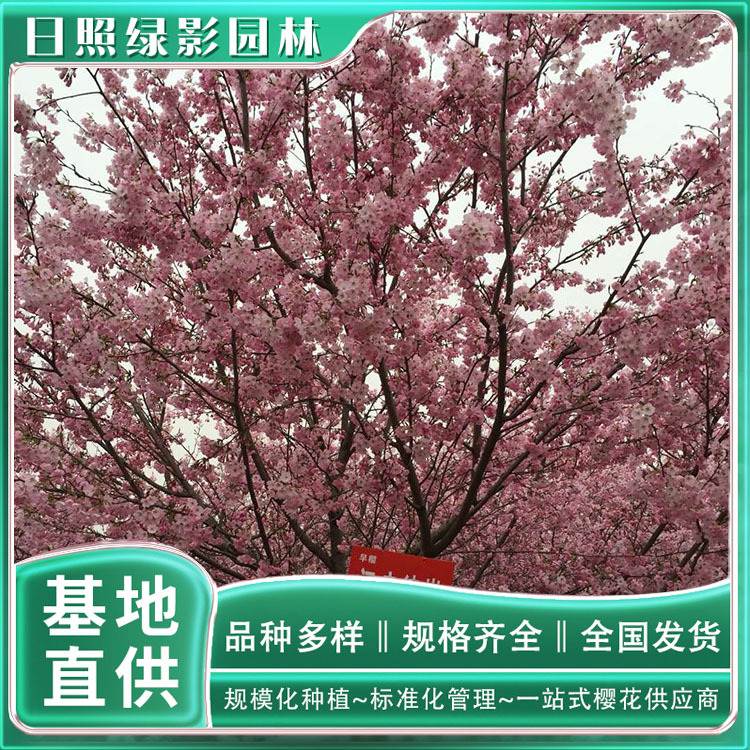 10642473423065284224 副本.jpg