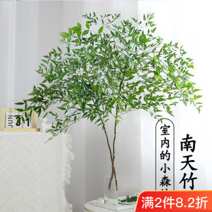 ������ˮ��ֲ��ˮ�B���Լ�ͥ���g�����r֦֦���R�R��ľƽ��Gֲ