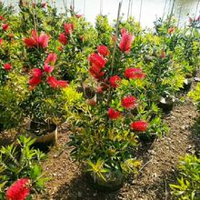 203���� Ӳ֦�tǧ��С�� �����tǧ���� 15-30cm�� ����ľ Ǥ����