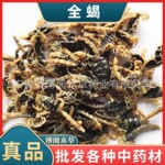 中药材批发全蝎优质干清水蝎子货源稳定产地一手代发