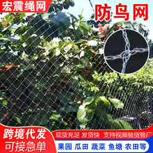 防鸟网露天养殖鱼塘防护网果园加粗防鸟加厚网养殖大棚果园防护网