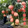 南方北方种植盆栽果树苗