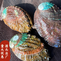 天然彩虹鲍鱼壳鱼缸造景小鱼鱼床海螺贝壳手工DIY装饰烧烤批发