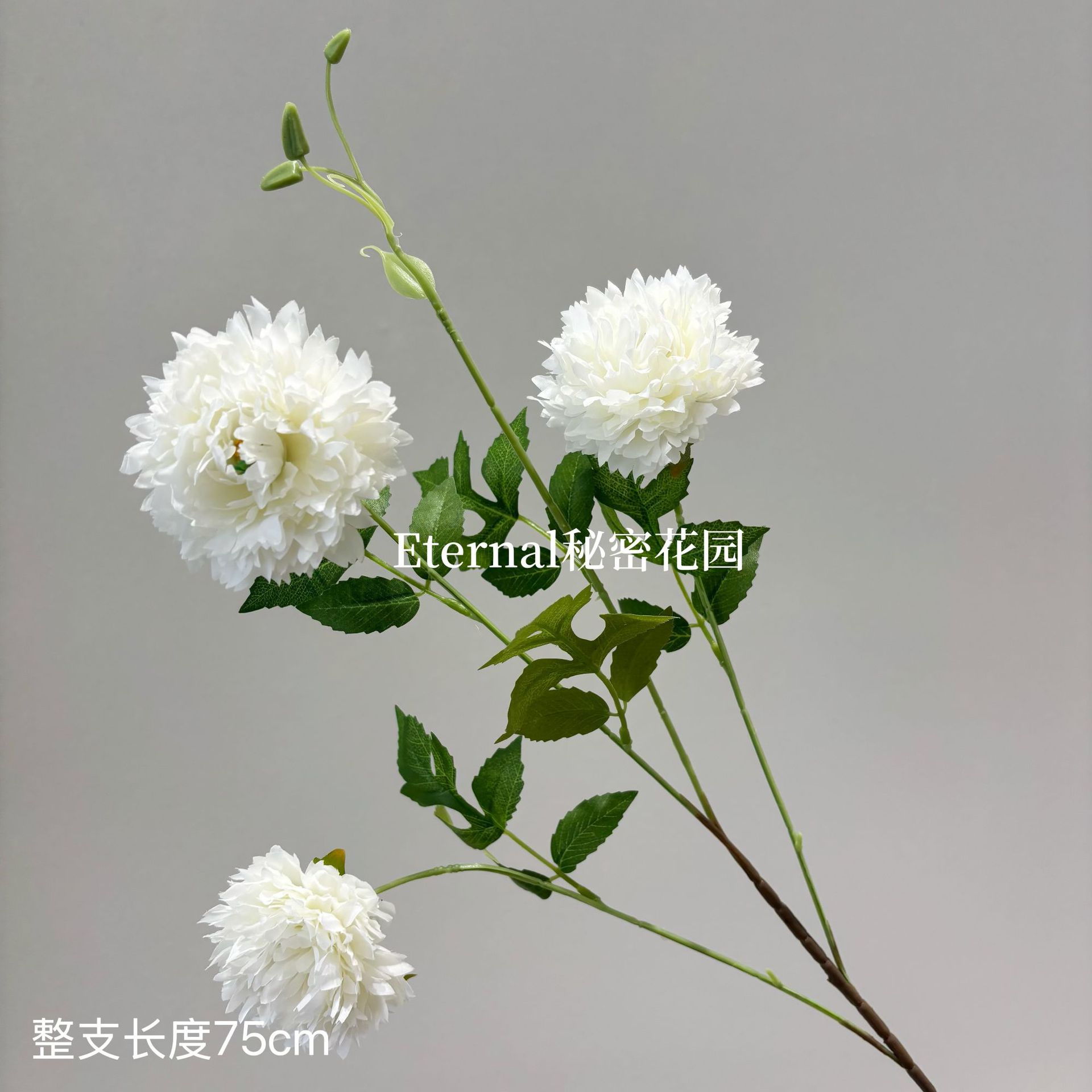 모로코 모란