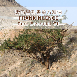 ���R������η�����ԭ�����lFrankincenseԭ�a���C������޹