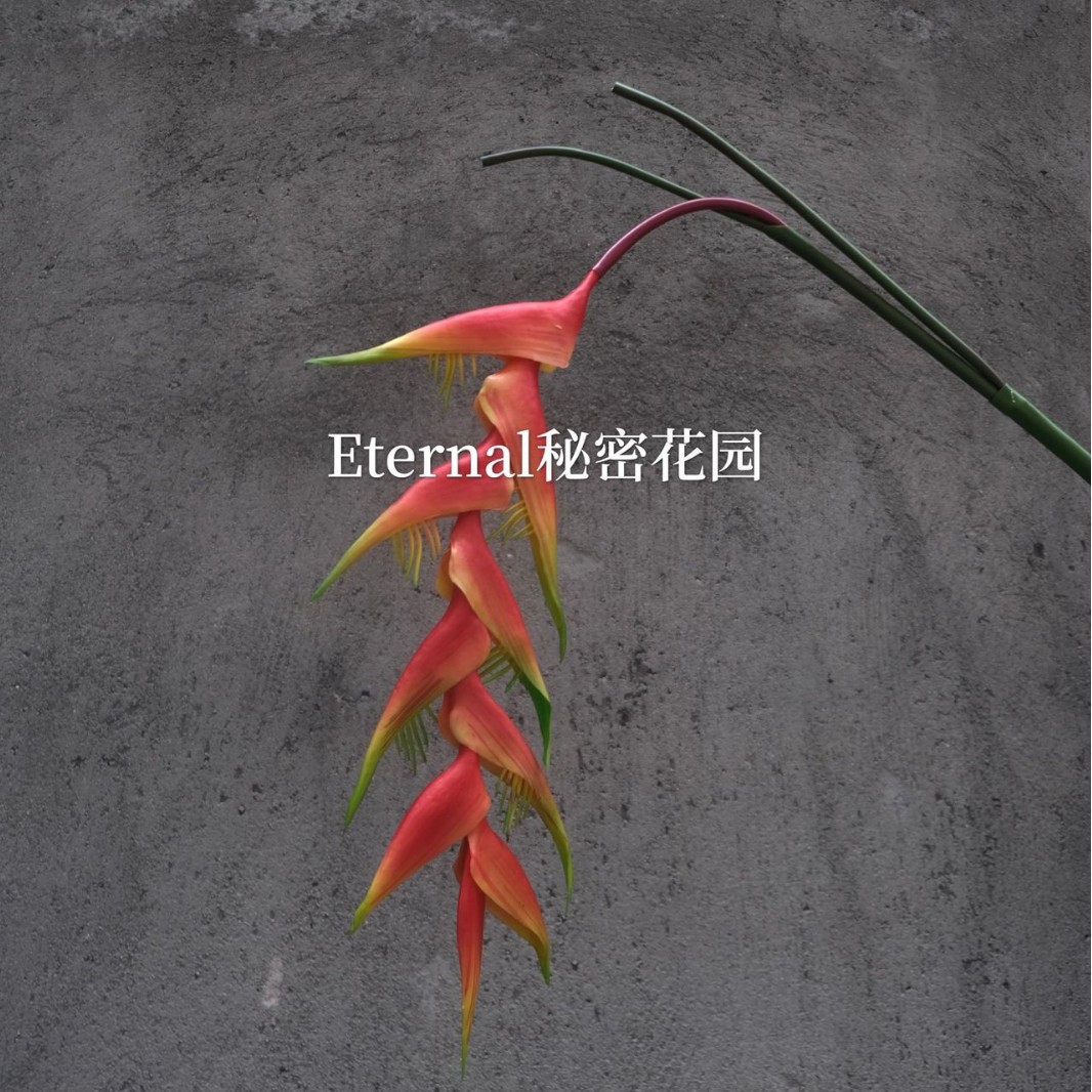 hanging bird of paradise