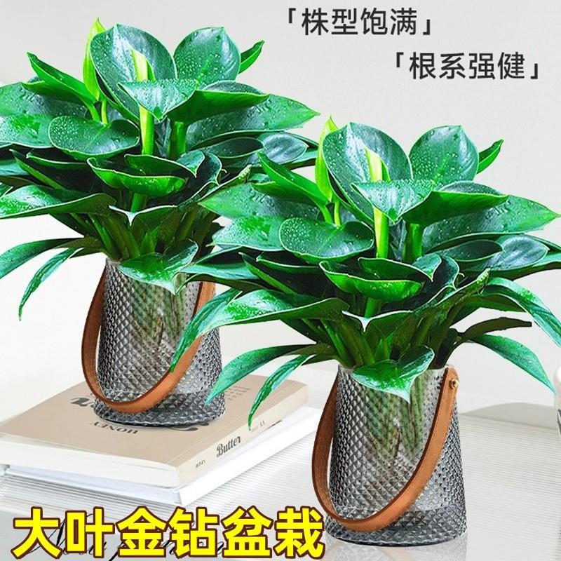 大叶金钻绿公主水培绿植盆栽桌面净化空气绿箩多肉盆景耐阴绿植