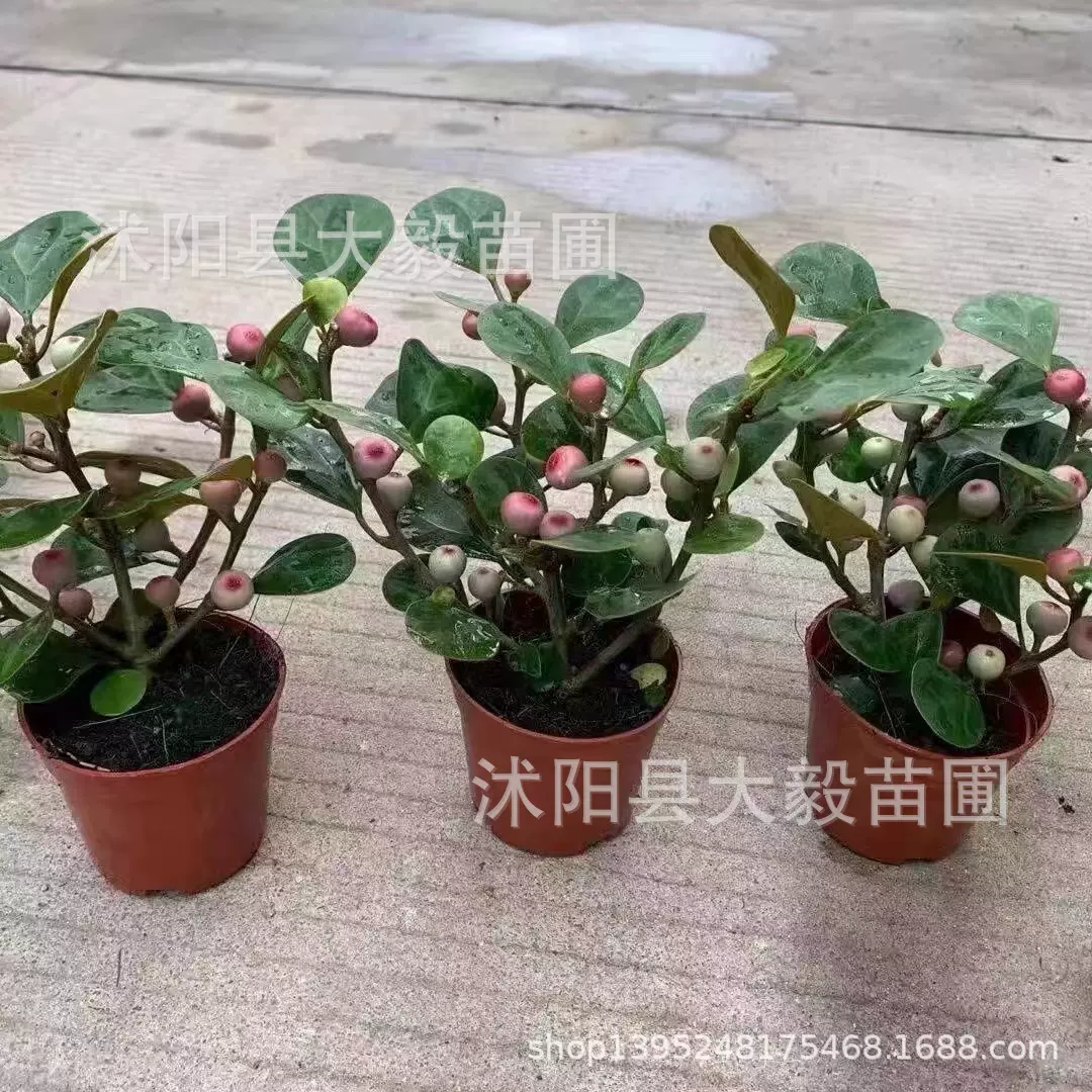 厂家绿植批发小盼菩提树盆栽带果室内禅意舍得桌面老桩绿植实拍常