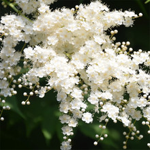 珍珠梅树苗基地批发盆栽地栽喷雪花庭院别墅绿化苗木观赏花卉植物