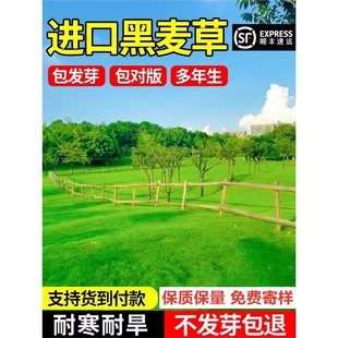 Perennial Dwarf, Pruning-Free, Trampling-Resistant, Imported Ryegrass, Home Courtyard, Cold-Resistant, Drought-Resistant, Greening, Slope Protection and Soil Fixation