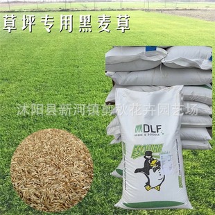 Blue Label Gentleman Rye Grass Seed Lawn Seed Grass Seed Four Seasons Evergreen Greening Slope Protection Rye Grass Turf Seed