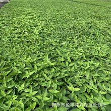 五色梅彩花四季盆栽老桩大苗马缨丹耐寒热好养植物期长久绿植批发