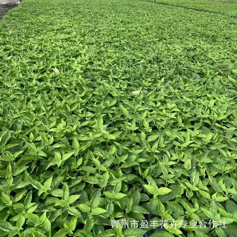 Пятицветный цветок мери, четырехсезонный горшок, старый сучок, большой рассада бугенвиллии, устойчивый к холоду и теплу, легко выращивается, долговечное зеленое растение, оптовая продажа