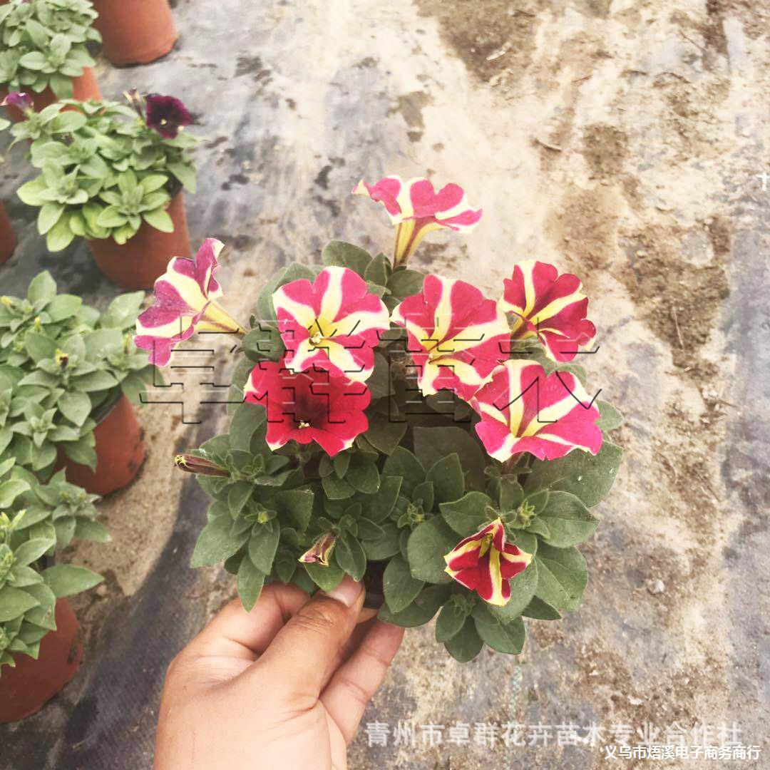 七彩牵牛花 矮牵牛花 垂钓牵牛各种盆栽花 节日租摆 花卉批发