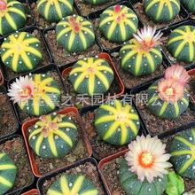 实生黄金兜仙人球西瓜兜开花仙人球兜锦多肉植物阳台易养盆栽花卉