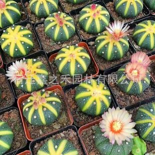 �����S�����������϶��_���������\����ֲ���̨���B���Ի���