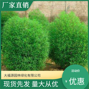 [Base Wholesale] Kochia Garden Engineering Greening Seedlings, Complete Specifications, Large Quantity and Excellent Price