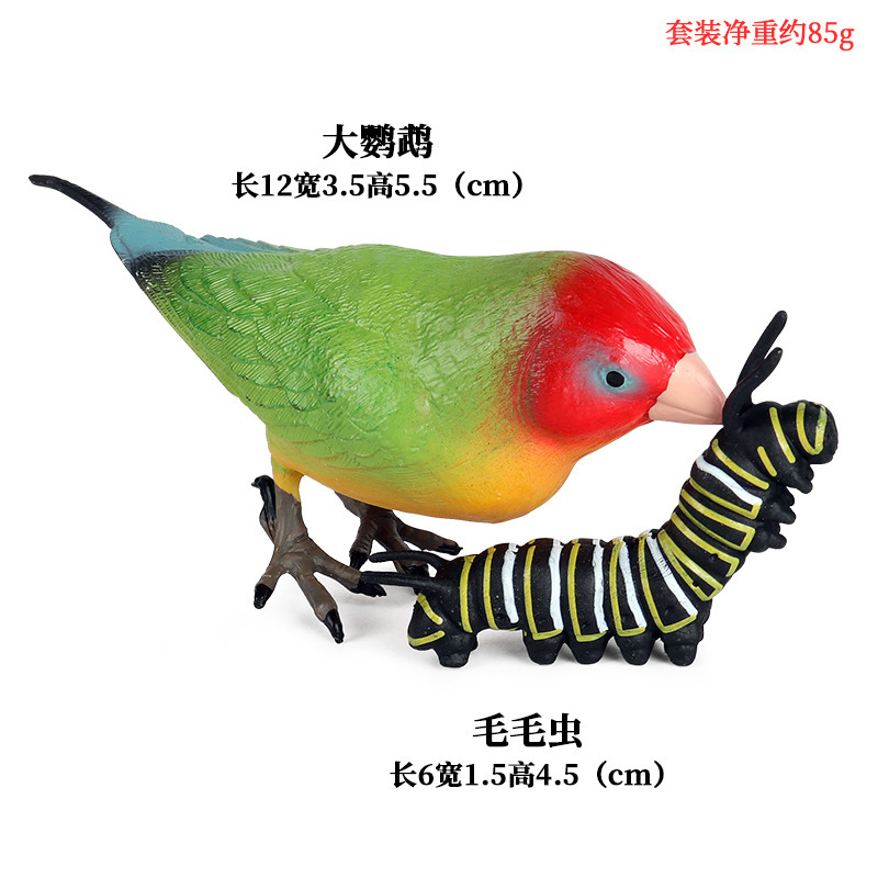 Great peony parrot eat caterpillars
