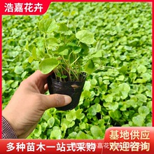 二月兰盆栽花苗 青州宿根花卉基地 花海绿化工程苗营养杯二月兰
