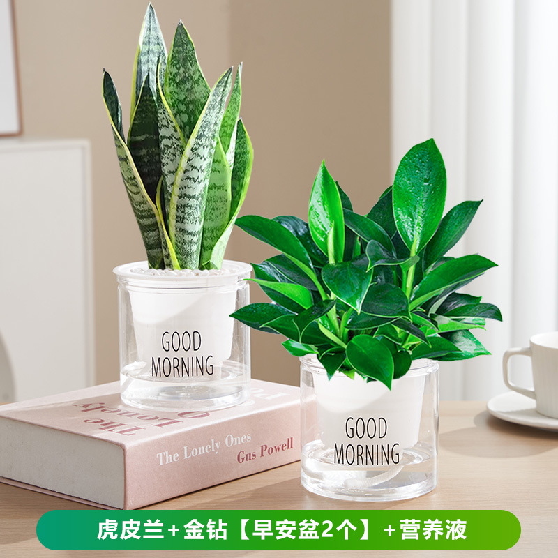 타이거 오키드 + 골든 다이아몬드 [굿모닝 세면대 2개] + 영양액