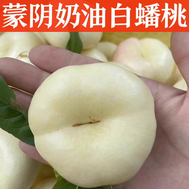 Shandong Mengyin Freshly Picked Fresh Cream Flat Peach Yimeng Mountain White Flat Peach Whole Box Bursting Sweet Flat Peach Peach for Pregnant Women