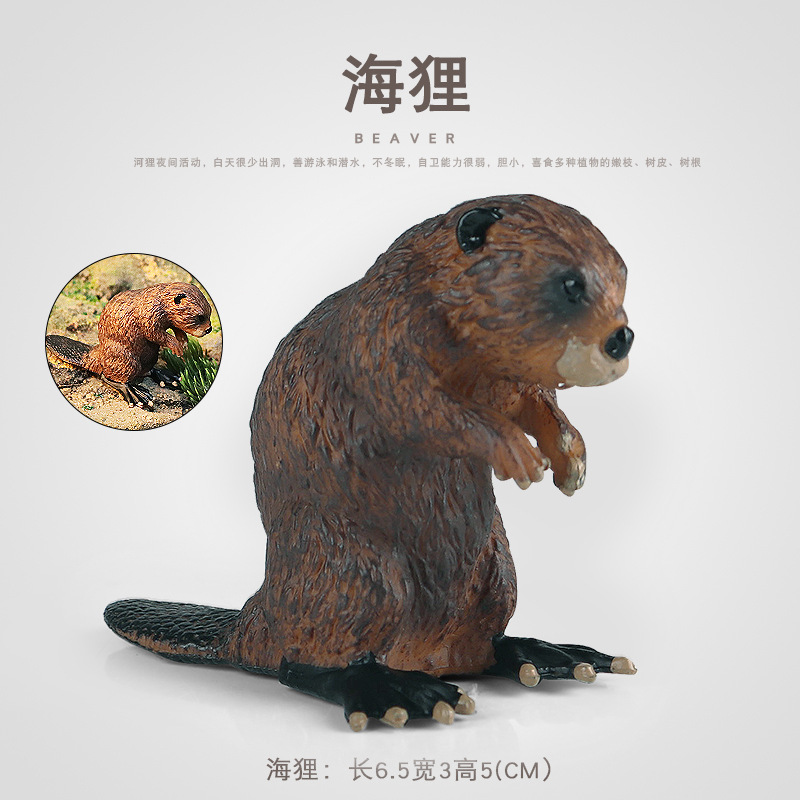 仿真實心野生動物模型海狸河狸模型玩具實心桌面擺件兒童認知教具