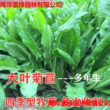 多年生牧草种子养殖四季牛羊鸭鹅兔猪草种籽子大叶菊苣草种籽