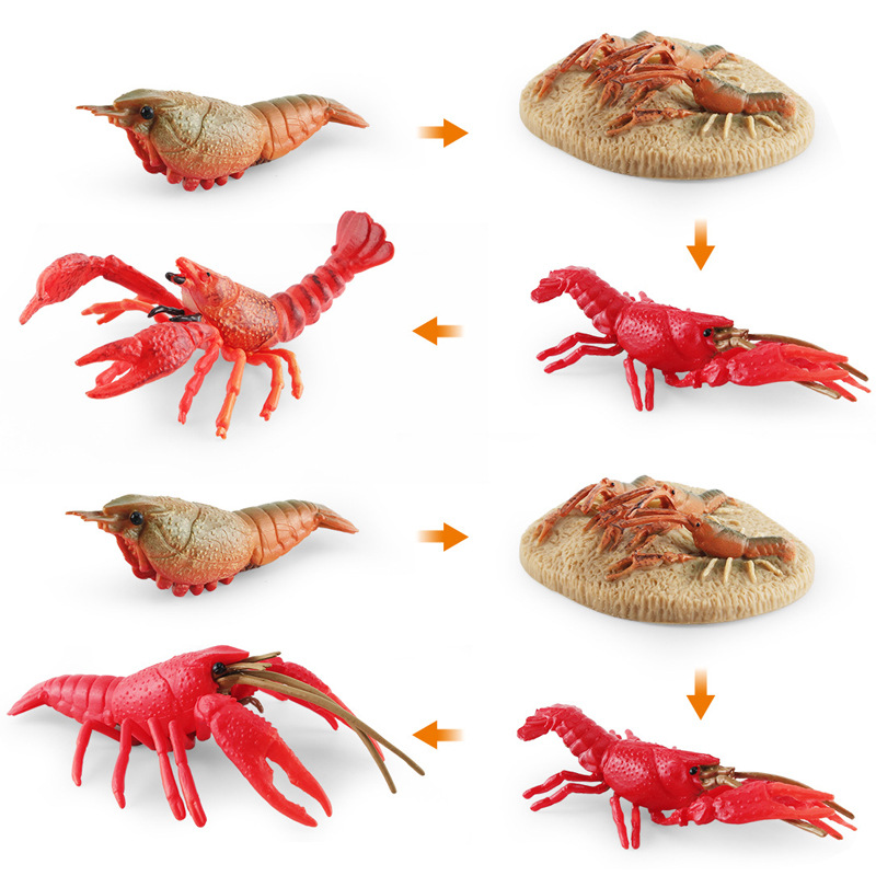 Transfronteriza Amazon simulación animal marino ciclo de crecimiento de cangrejos modelo proceso de crecimiento de cangrejos adornos estáticos