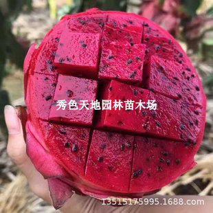 Potted Dragon Fruit Saplings Bear Fruit in All Seasons. Climbing Vines and Bird's Nests Planted in the North and South Bear Fruit in the Same Year
