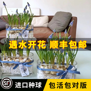 Imported Grape Hyacinth Seed Bulbs with Double Buds and Indoor Hydroponic Soil Culture Potted Plants with Four-Season Blooming Florals