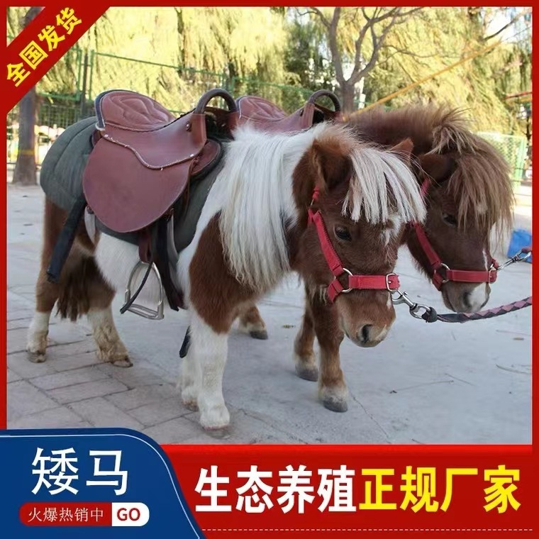 纯种景区骑乘矮马活体矮马活体批发价格宠物设特兰小矮马活物马驹