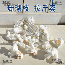 天然珊瑚石海螺贝壳真珊瑚碎枝鱼缸底部装饰铺底地台装饰