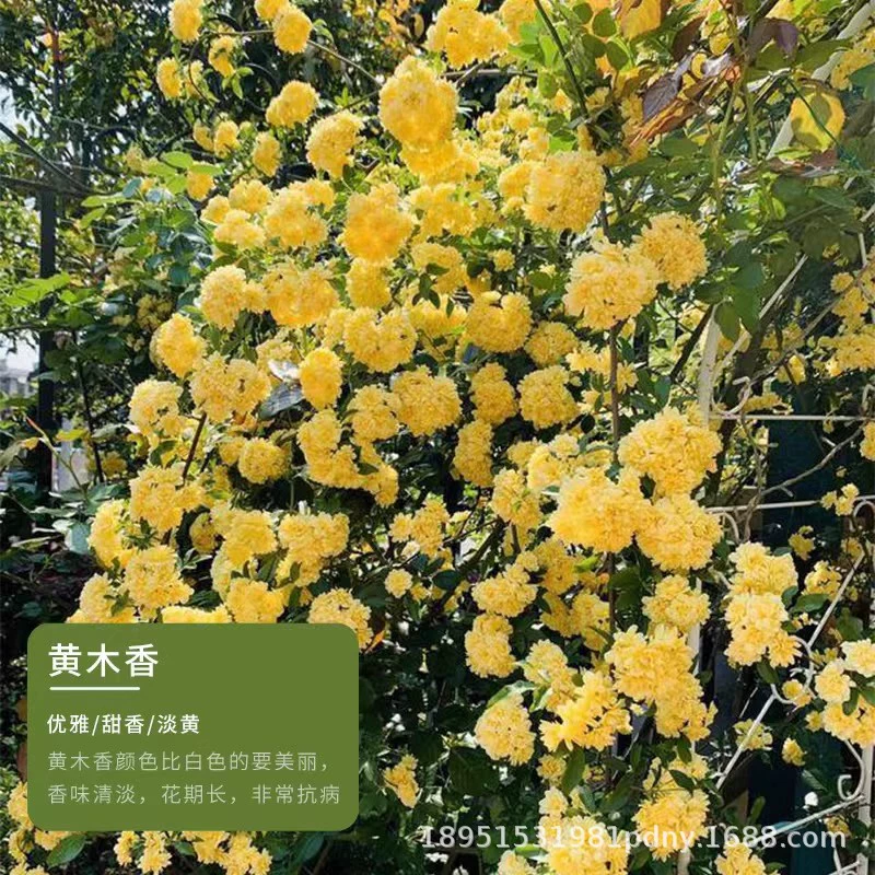 Желтое дерево, ароматные цветочные рассады, вьющиеся настенные растения, двор, морозостойкая виноградная лоза, роза в горшках, цветы, ароматные круглый год, белое и красное дерево, ароматное