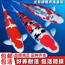 锦鲤活鱼观赏鱼淡水昭和好养纯种黄金招财大正三色红白秋翠冷水鱼